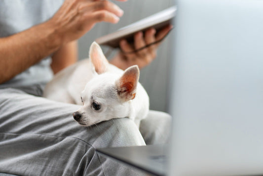How to Choose the Best Pet Monitor Camera? Must-Have Features for 2026